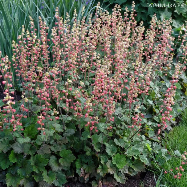 Теллима Рубра