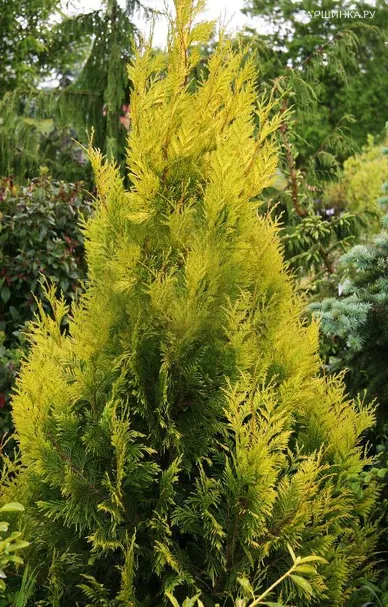 Туя Голди складчатая