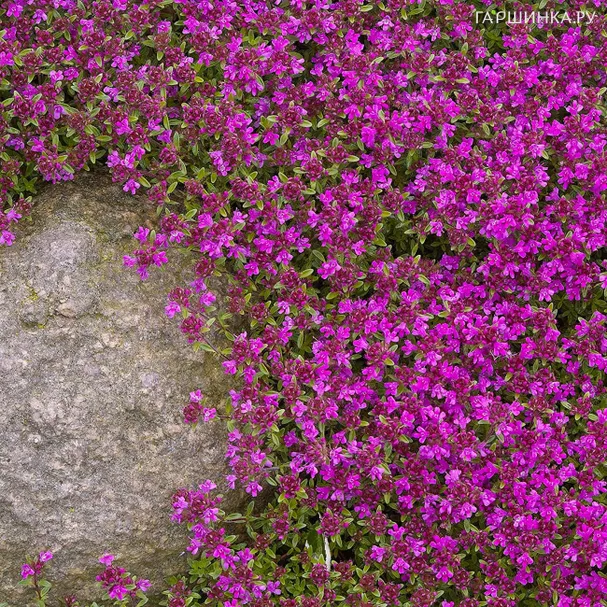 Тимьян Крипинг Ред