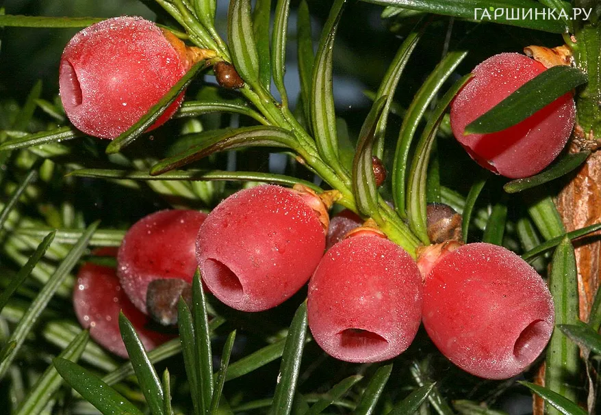 Тис ягодный