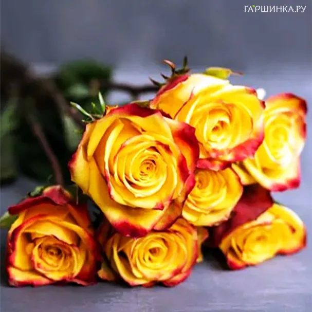 Роза Тутти Фрутти флорибунда