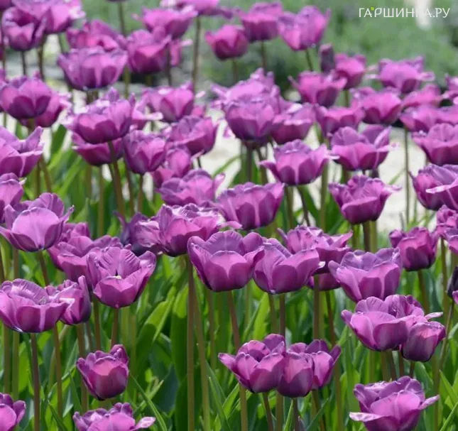 Тюльпан Блу Эмайбл поздний 5шт.