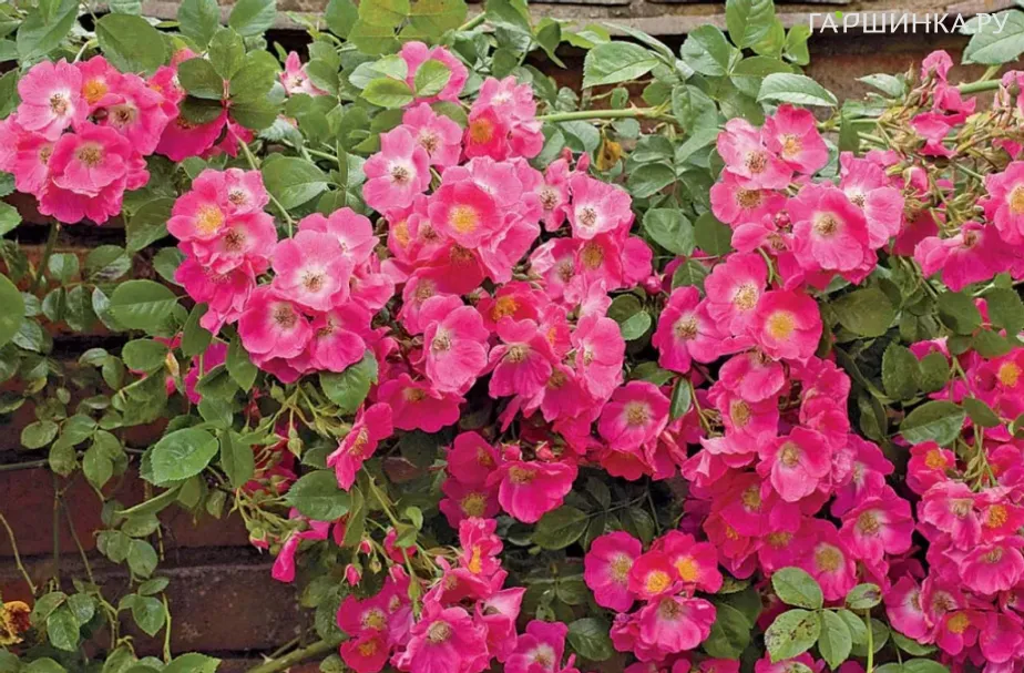 Роза Вильям Бут канадская парковая (лиц)