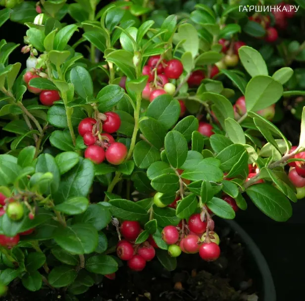 Брусника Мисс Черри