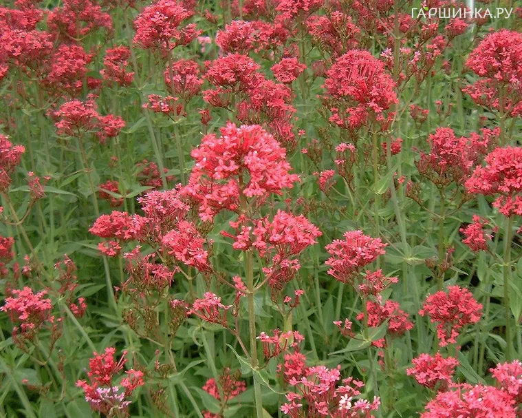 Валериана красная Кокцинеус