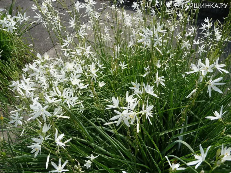 Венечник ветвистый