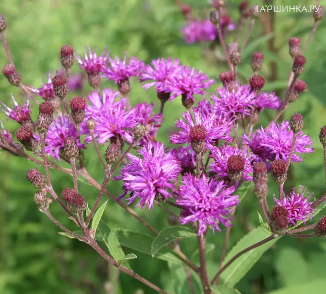 Вернония пучковатая