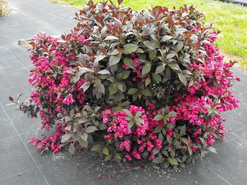 Вейгела Минор Блэк