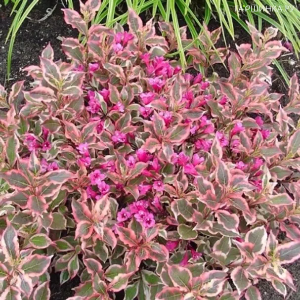 Вейгела Олл Саммер Моне