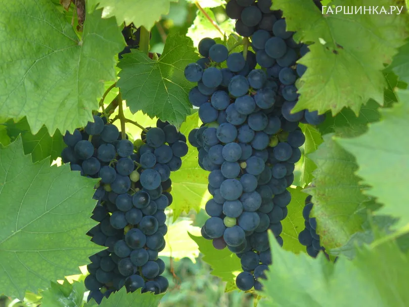 Виноград Маркетт