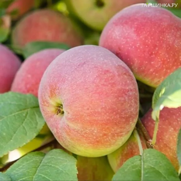 Яблоня Аркаим колоновидная