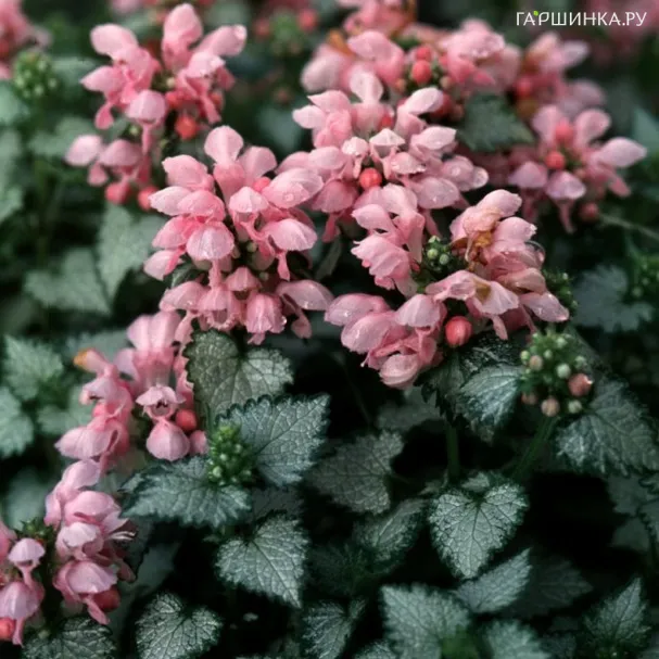 Яснотка пятнистая Пинк Пьютер