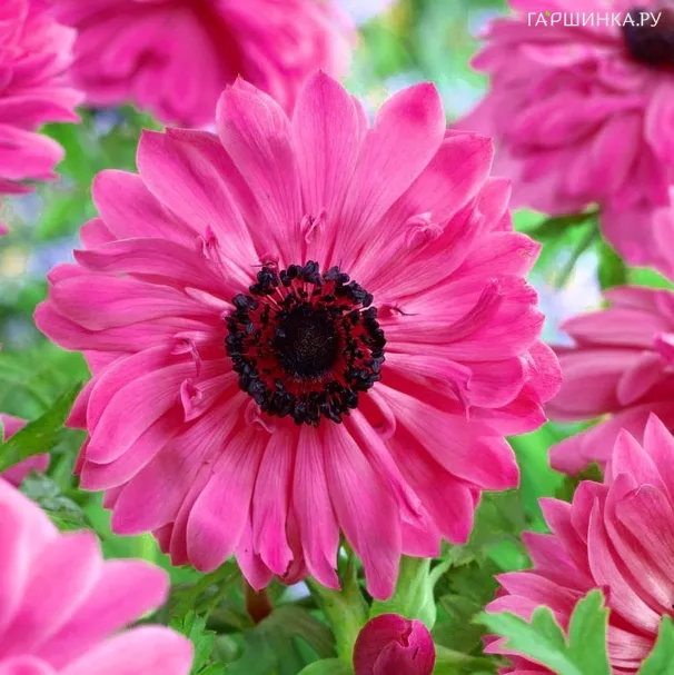 Анемона (Ветреница) махровая Адмирал 10 шт