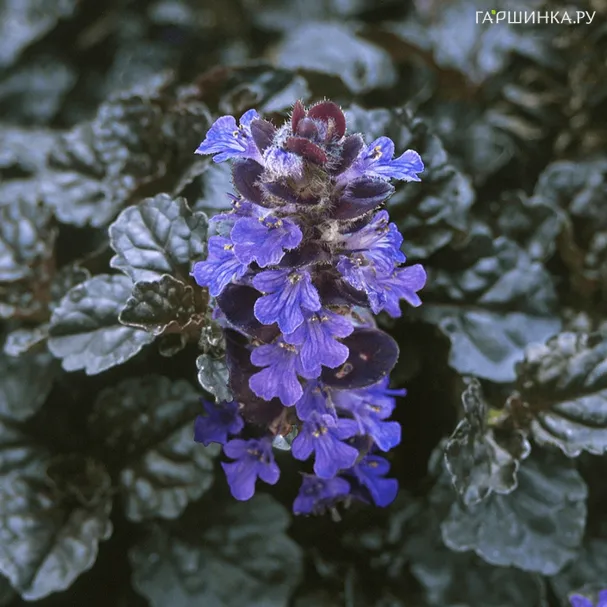 Живучка (Аюга) ползучая Блэк Скаллоп