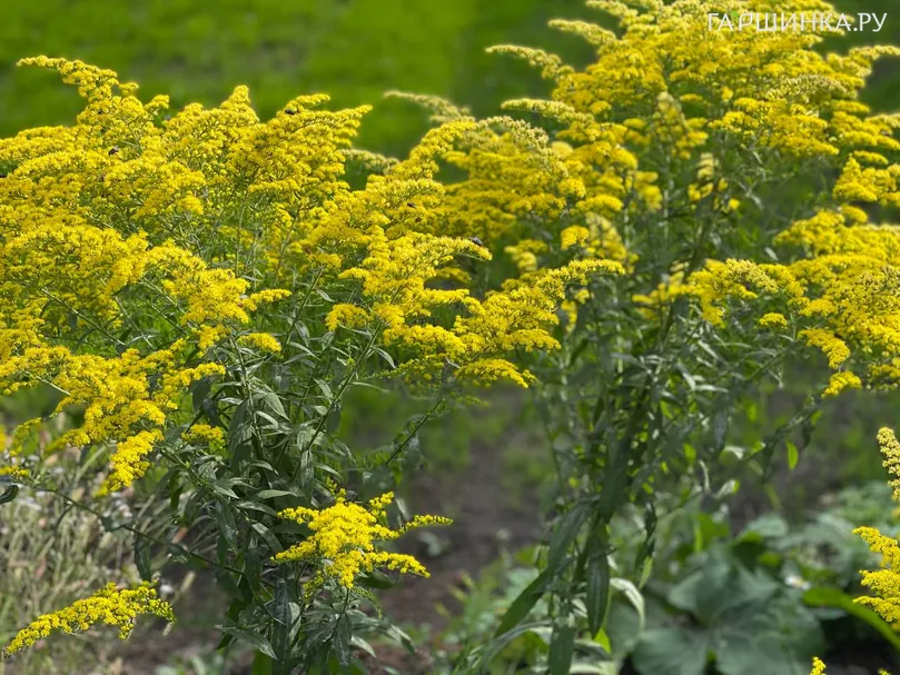 Золотарник (солидаго) Цитронелла