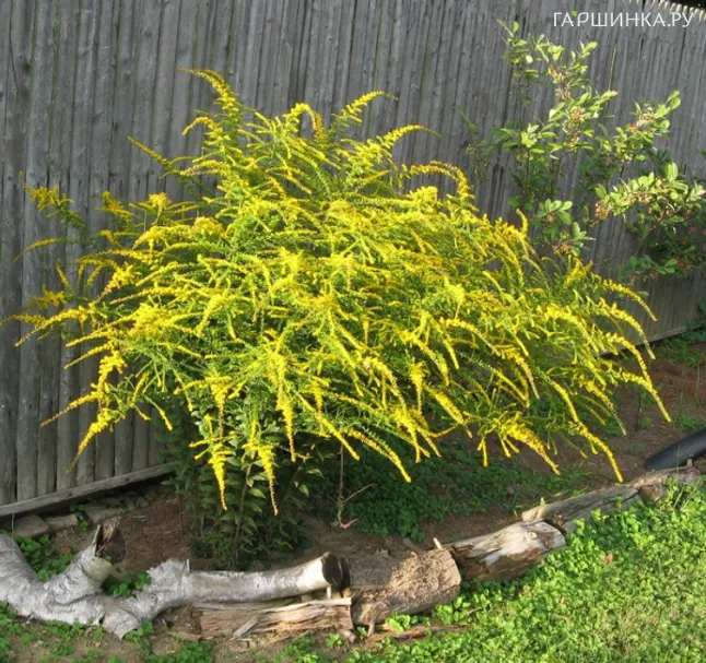 Золотарник (Солидаго) гибридный Файрворкс