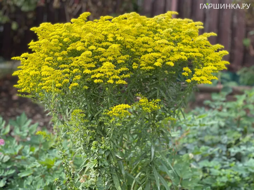 Золотарник (солидаго) Супер