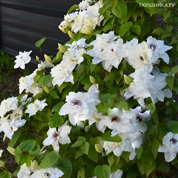 Клематис Фест Лайт крупноцветковый (2)