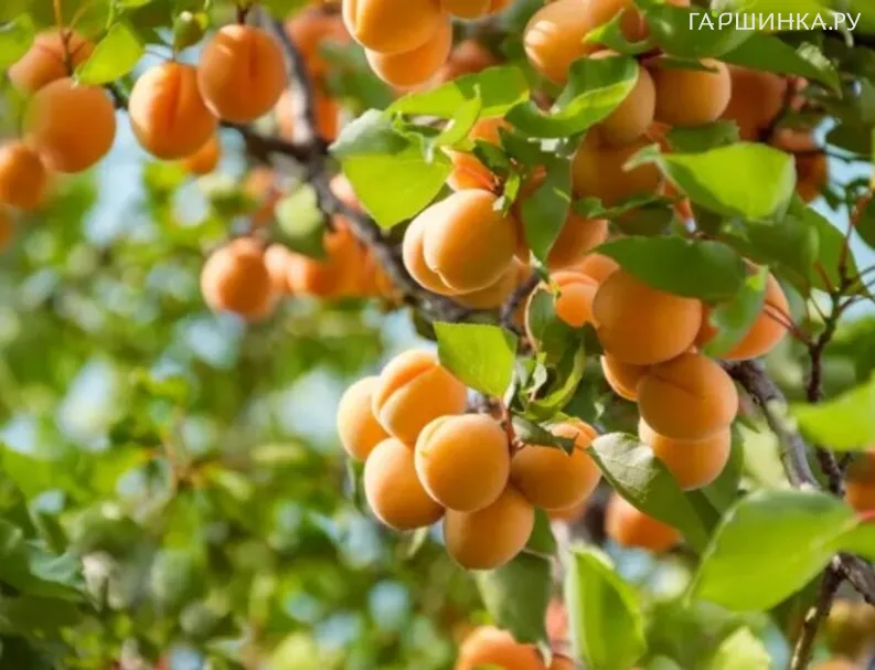 Абрикос Снегирек самоплодный