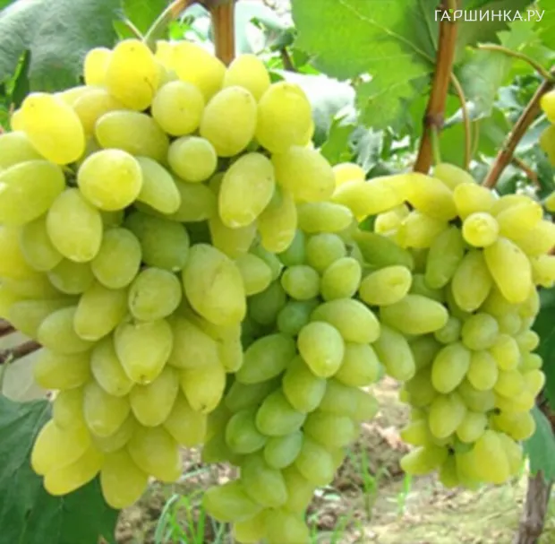 Виноград Дарья крупный ранний сочный