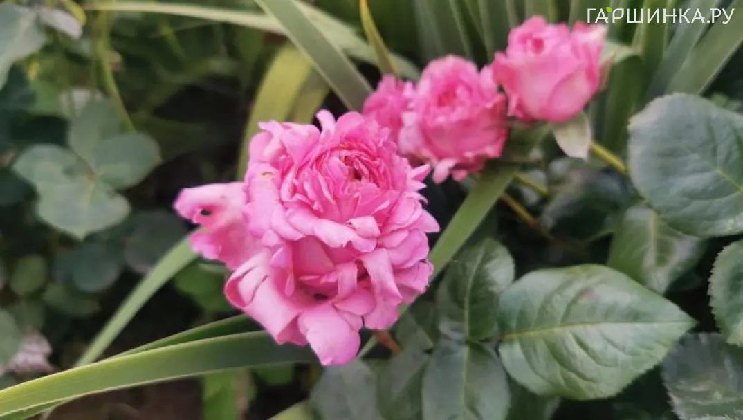 Роза Волнистая рябь