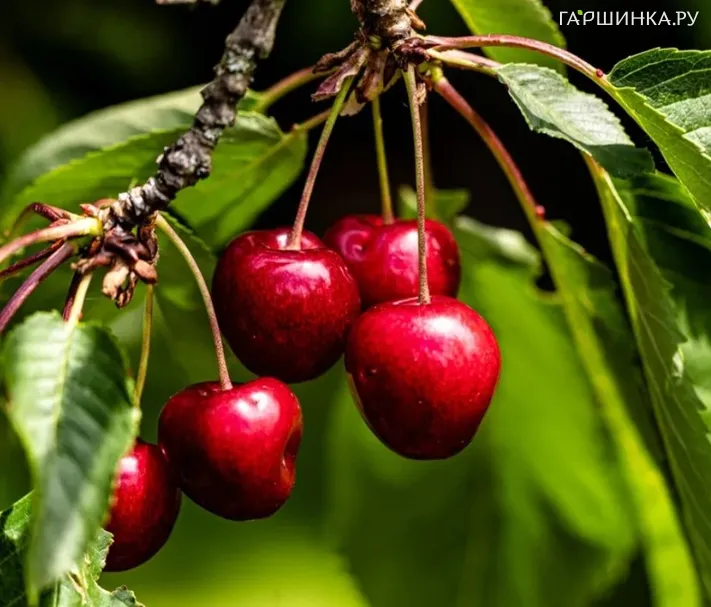 Вишня Ашинская