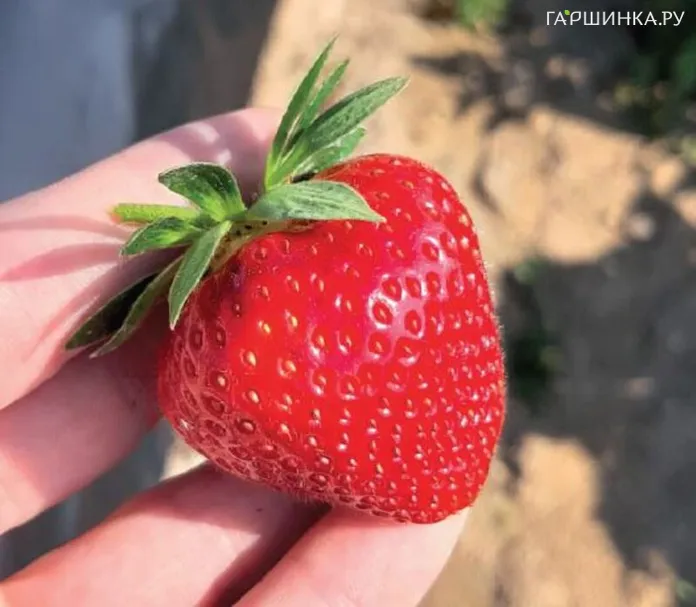 Клубника Магнус 3 шт