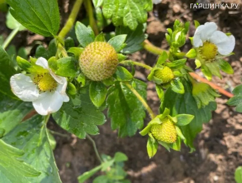 Клубника Брилла урожайная крупная ранняя сладкая
