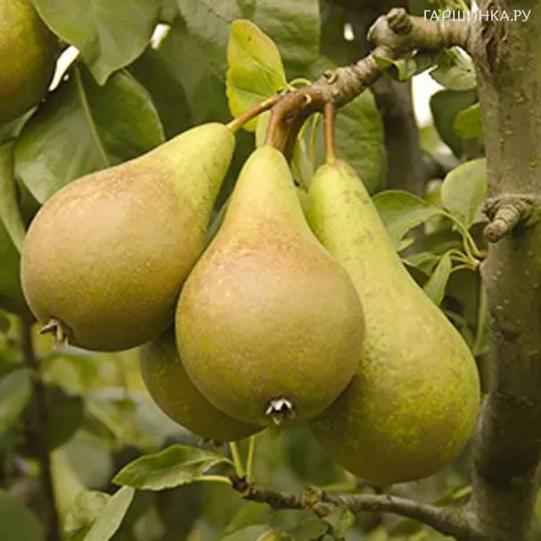 Груша Июльская ранняя