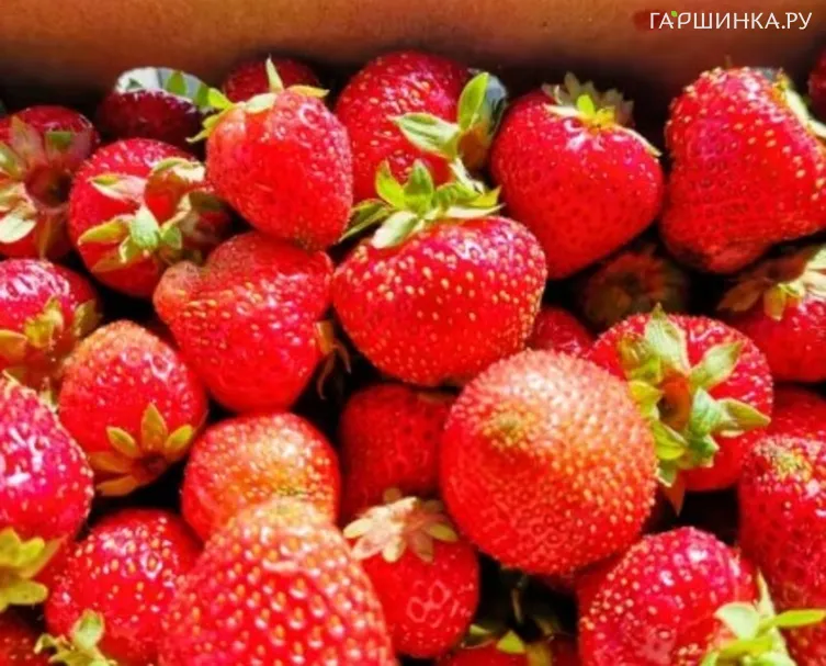 Клубника Полка