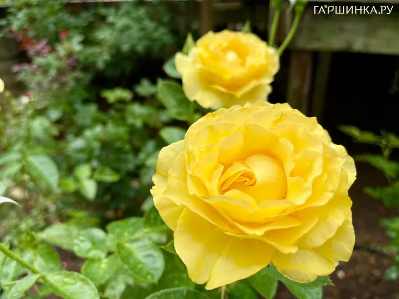 Роза Дорис Дэй флорибунда, Imperial Rose