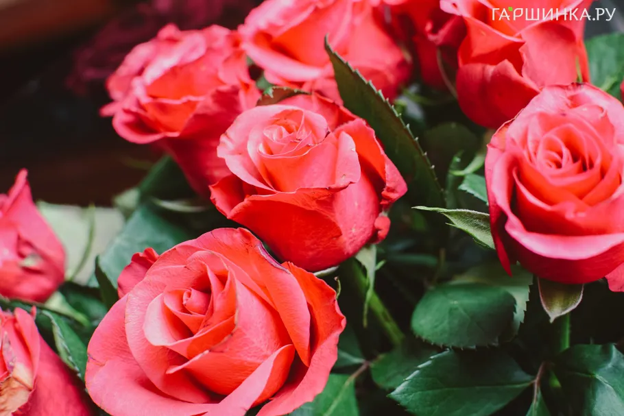 Роза Равель