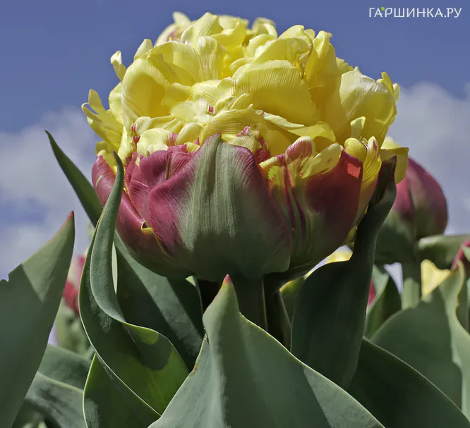 Тюльпан Айс Крим Банана махровый поздний 2 шт