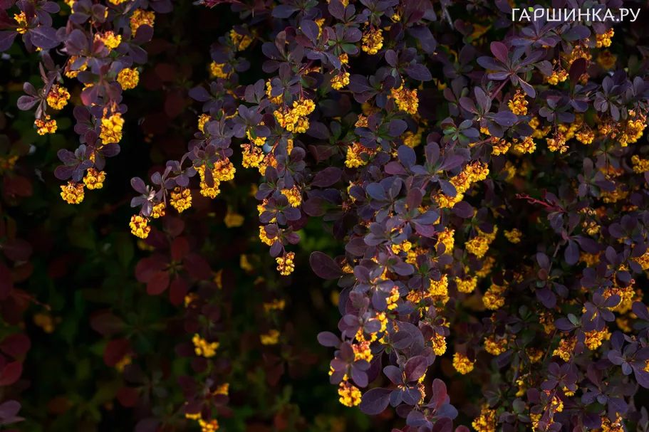 Барбарис Аурикома