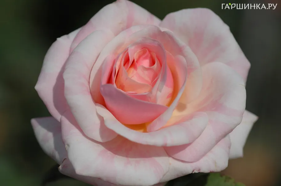 Роза Бийе Ду плетистая