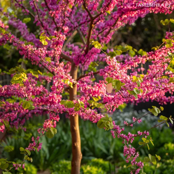 Багрянник (Церцис канадский/Иудино дерево) Форест Панси