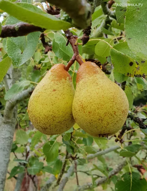 Груша Дюшес