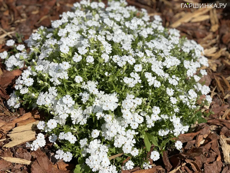 Флокс шиловидный Уайт Делайт