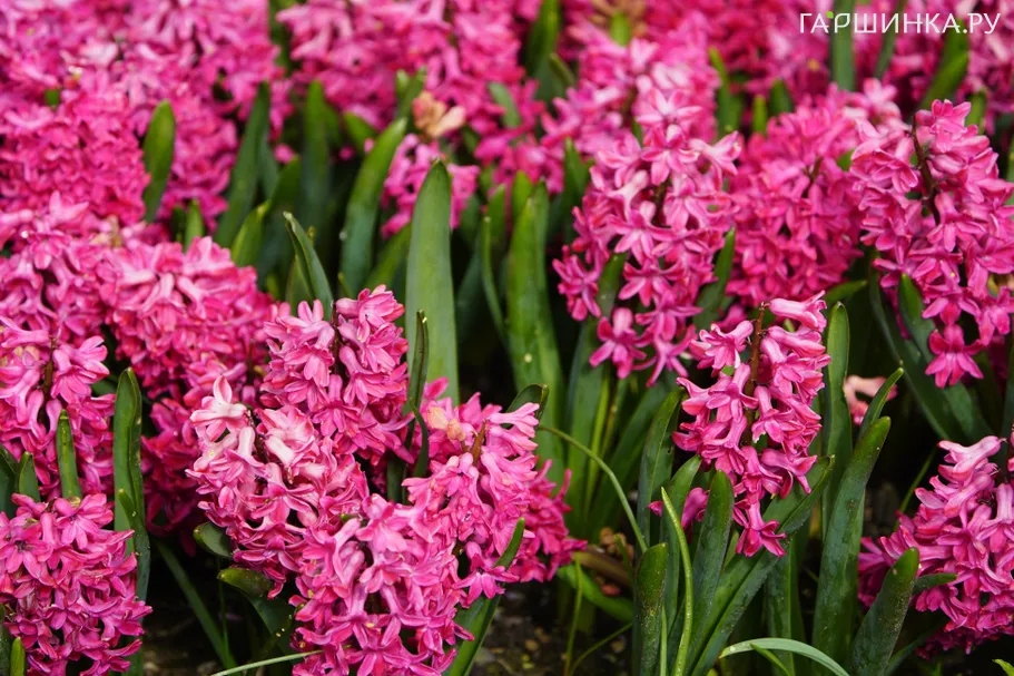 Гиацинт Ян Бос 3 шт