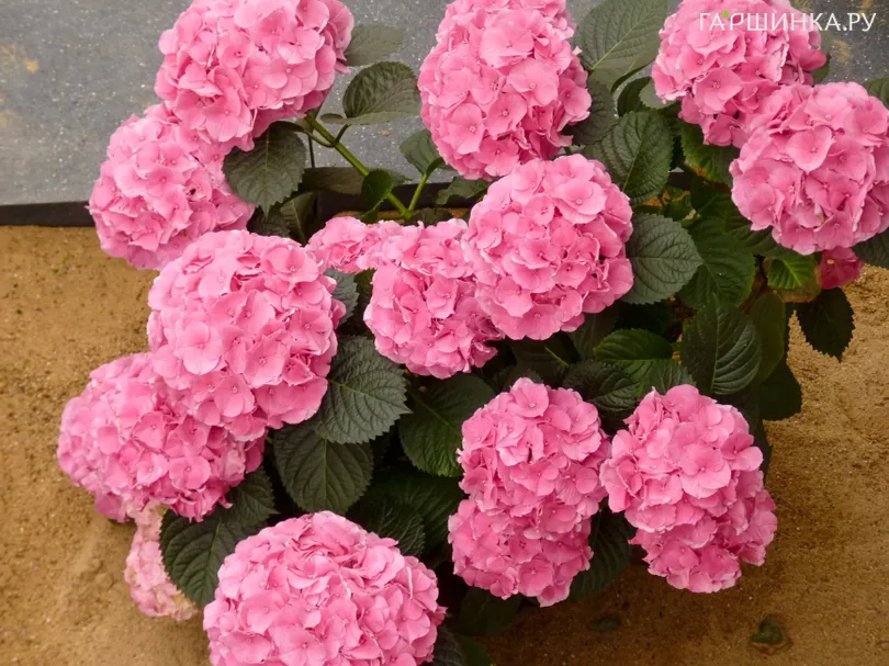 Гортензия Пинк Сенсейшн крупнолистная (макрофила)