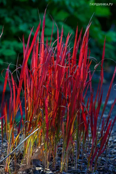 Императа Ред Барон