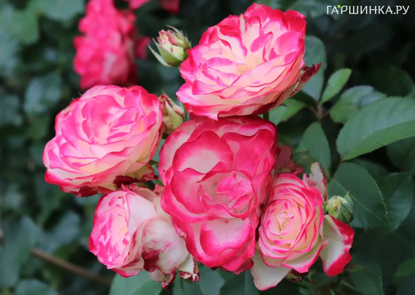 Роза Юбилей Принца Монако