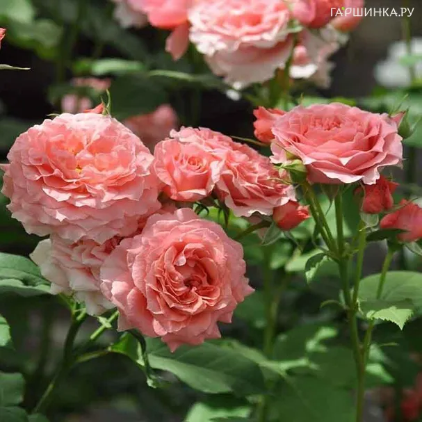 Роза Коралл Желе