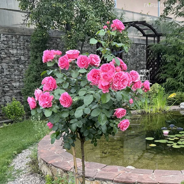 Роза Леонардо Да Винчи на штамбе 110см