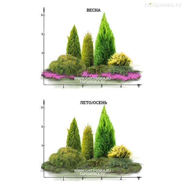 Миксбордер из хвойных для 5-6 зоны зимостойкости