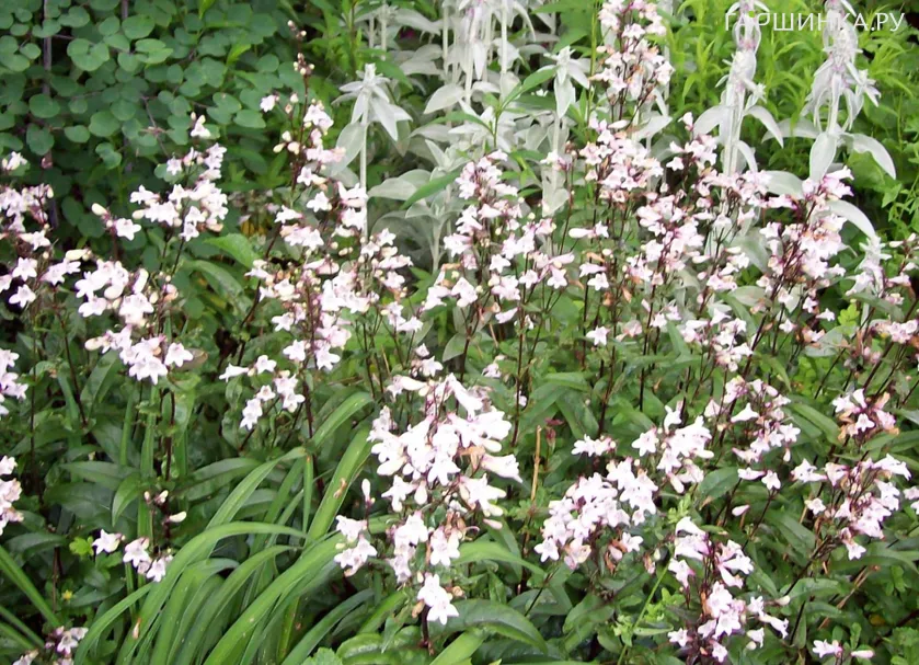 Пенстемон Мистика наперстянковый