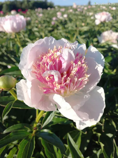 Пион Жемчужная Россыпь, Питомник Юлии Олейник