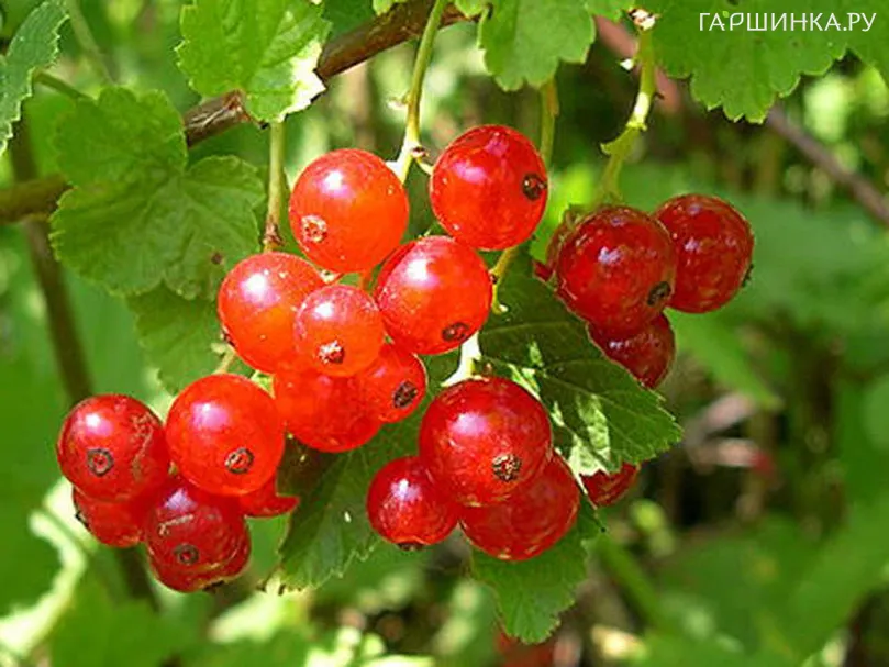 Смородина Ненаглядная красная