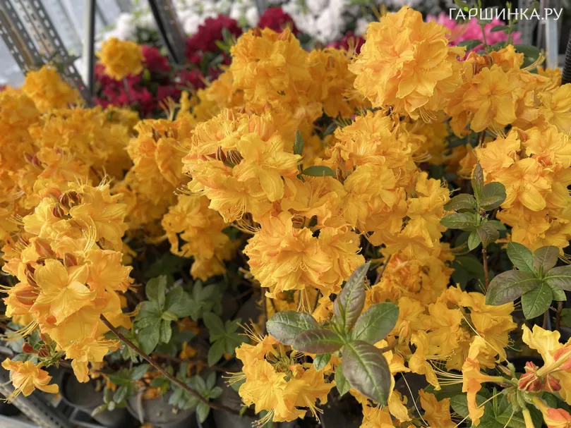 Рододендрон (Азалия) Клондайк