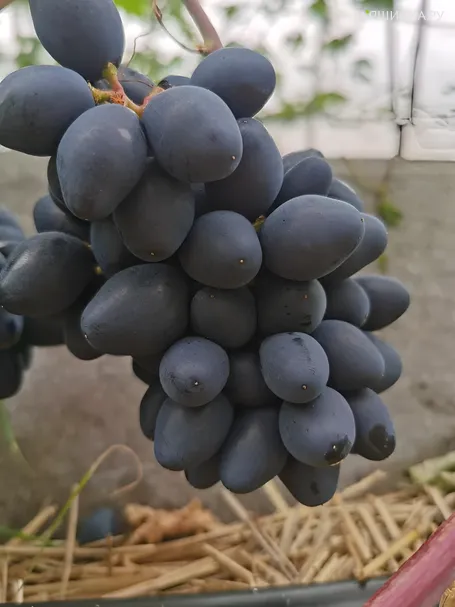 Виноград Ромбик столовый